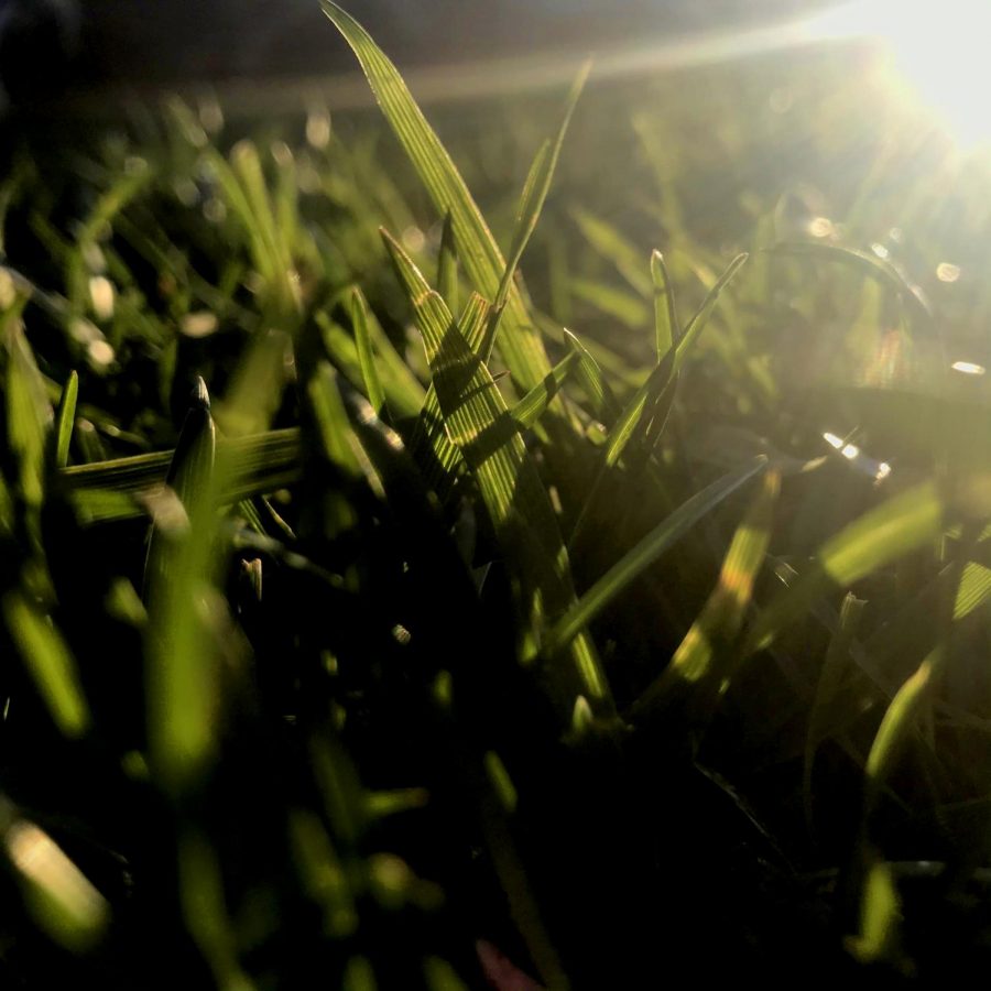 I saw how it [the sun] shone through the grass and then decided to take a close up of some of it. It wasnt really a picture I planned, just something I noticed and wanted to look closer at and draw more focus to.