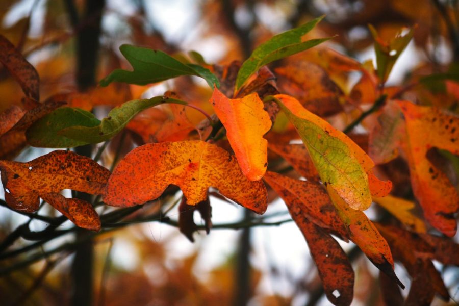 When looking at a fall leaf, theres a unique masterpiece, splashed with a mix of warm tones of autumn joy.