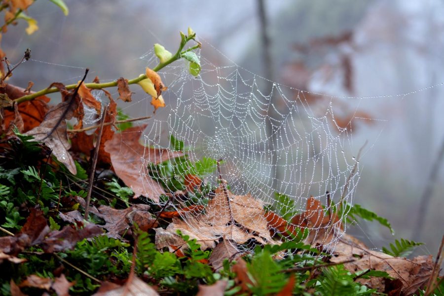 Theres something special about the intricate pieces of nature encountered on a hike. Nothing can beat the little details of the spider web.