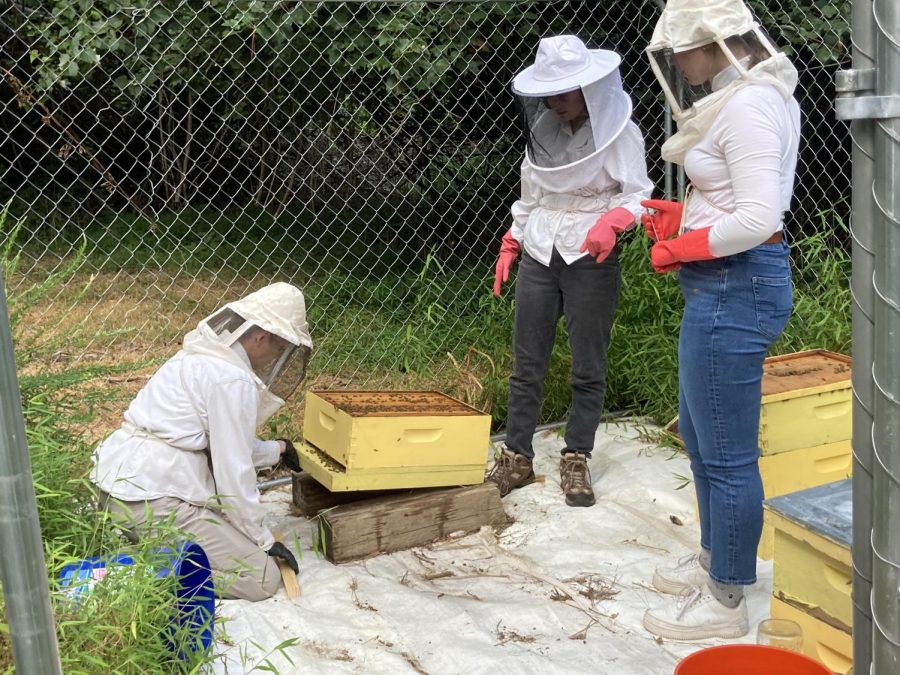 A major focus for the Eco Club is  tending to the on-campus beehives.