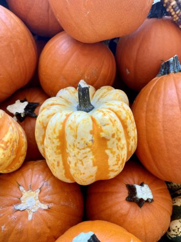 If you cant make it to a pumpkin patch this year, check your local grocery store!