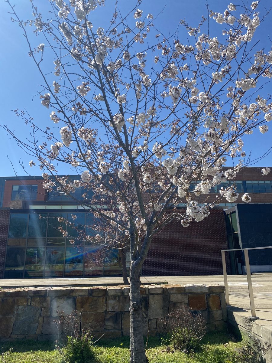 Flowers on the trees in the courtyard of FHS start to bloom as the warm weather rolls into Virginia.