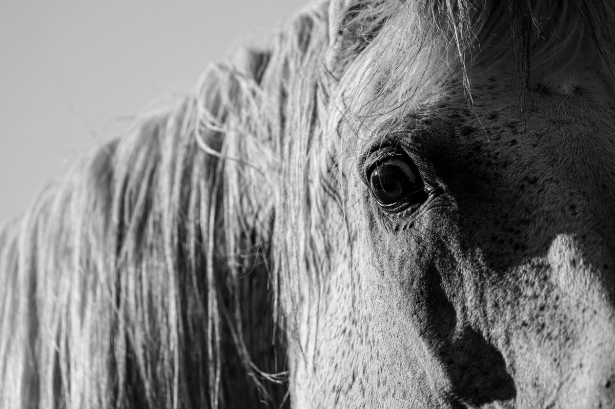 An example of Campbells unique photography skills, showing a horse staring at the camera.