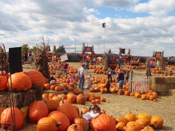 Various people gathering in the Cox Farms Fall Festival pumpkin patch.