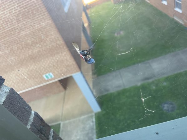 A trapped lantern fly on the 2nd floor of FHS