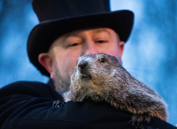 Punxsutawney Phil takes center stage as his handler prepares him for the annual Groundhog Day tradition. 