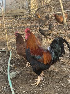 A bright colorful rooster searching for grain in the grass.