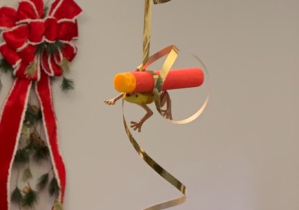A "mistletoad" hanging from the chandelier at history teacher Aaron Sova's parents' house.
