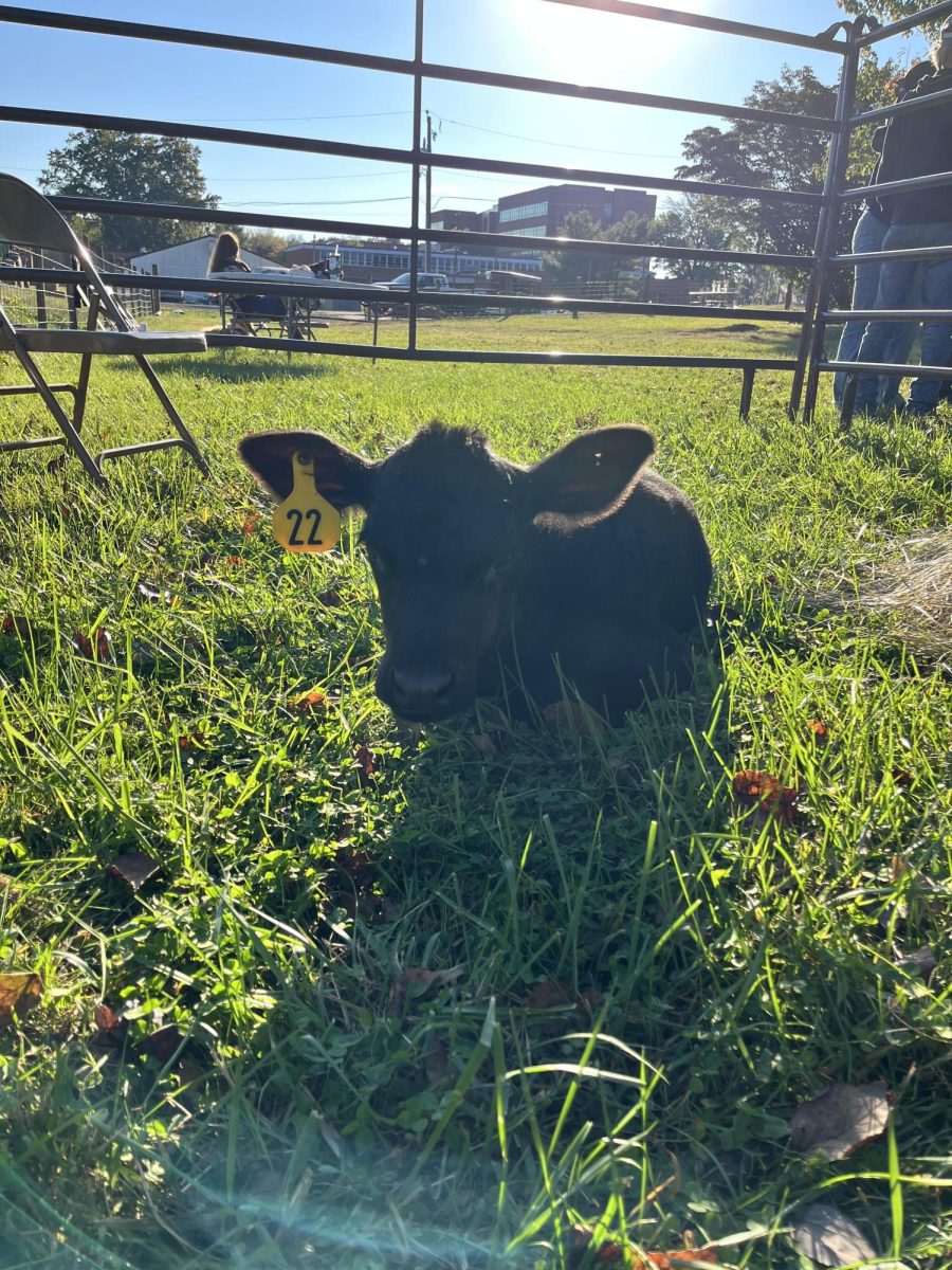 Beauford, one of the many new baby animals at FHS, taking a nap in the sun.